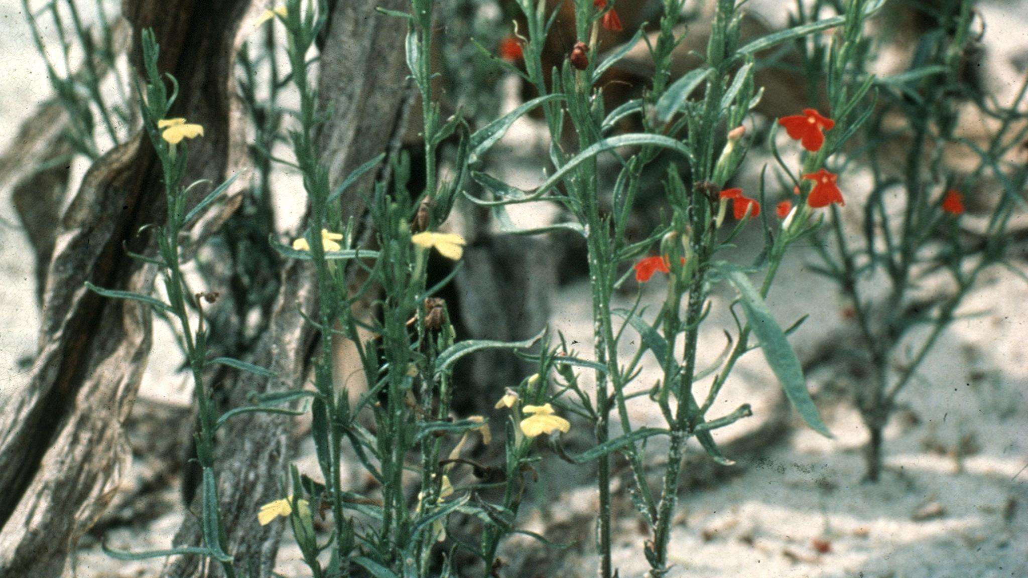 Green stem weeds with red or yellow flowers.