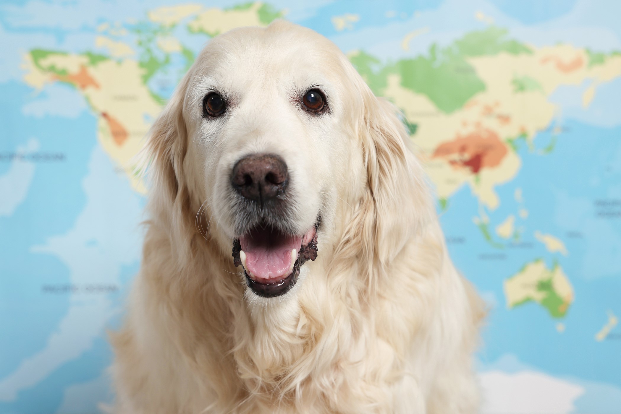 dog in front of a world map