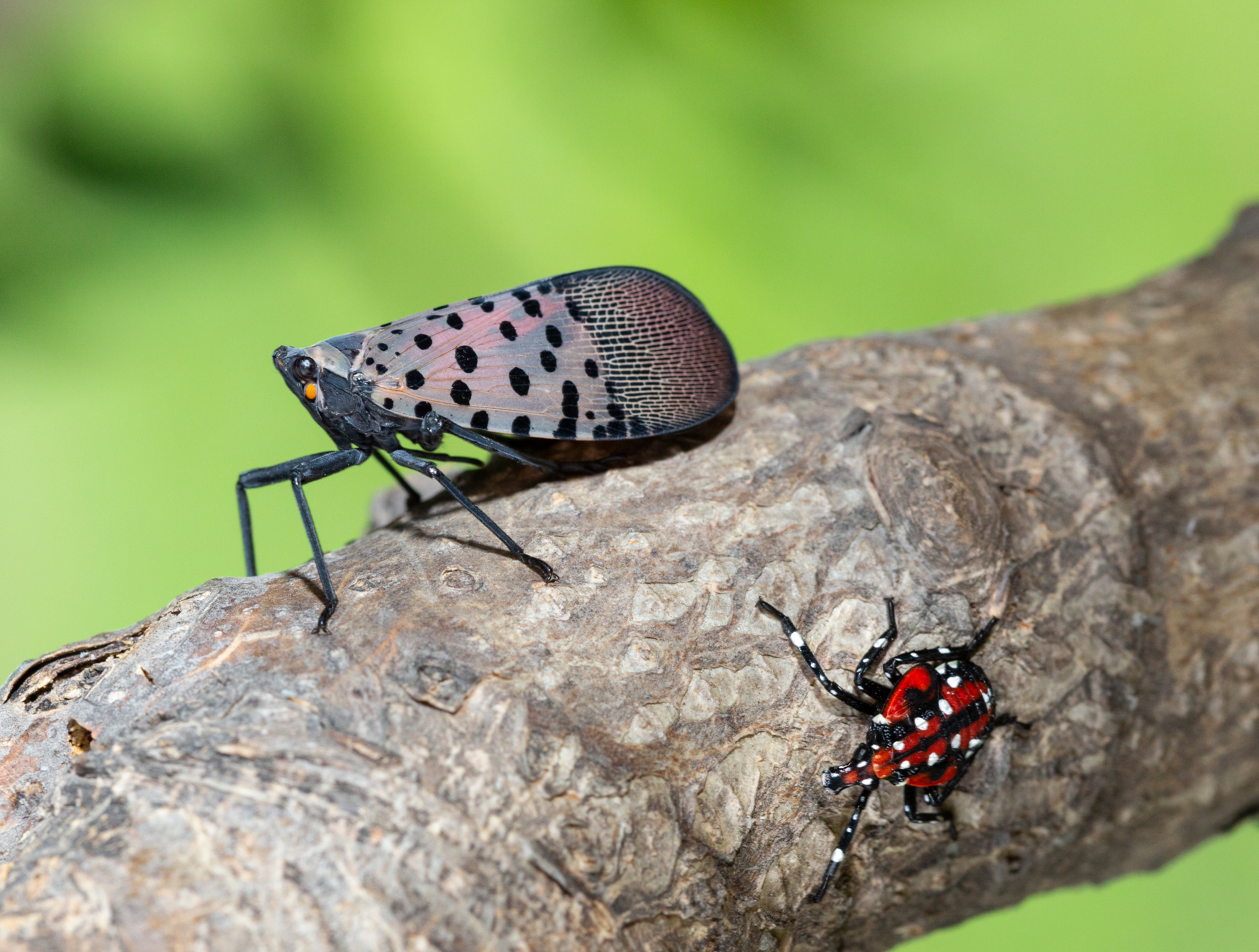 adult spotted lanternfly on a tree branch