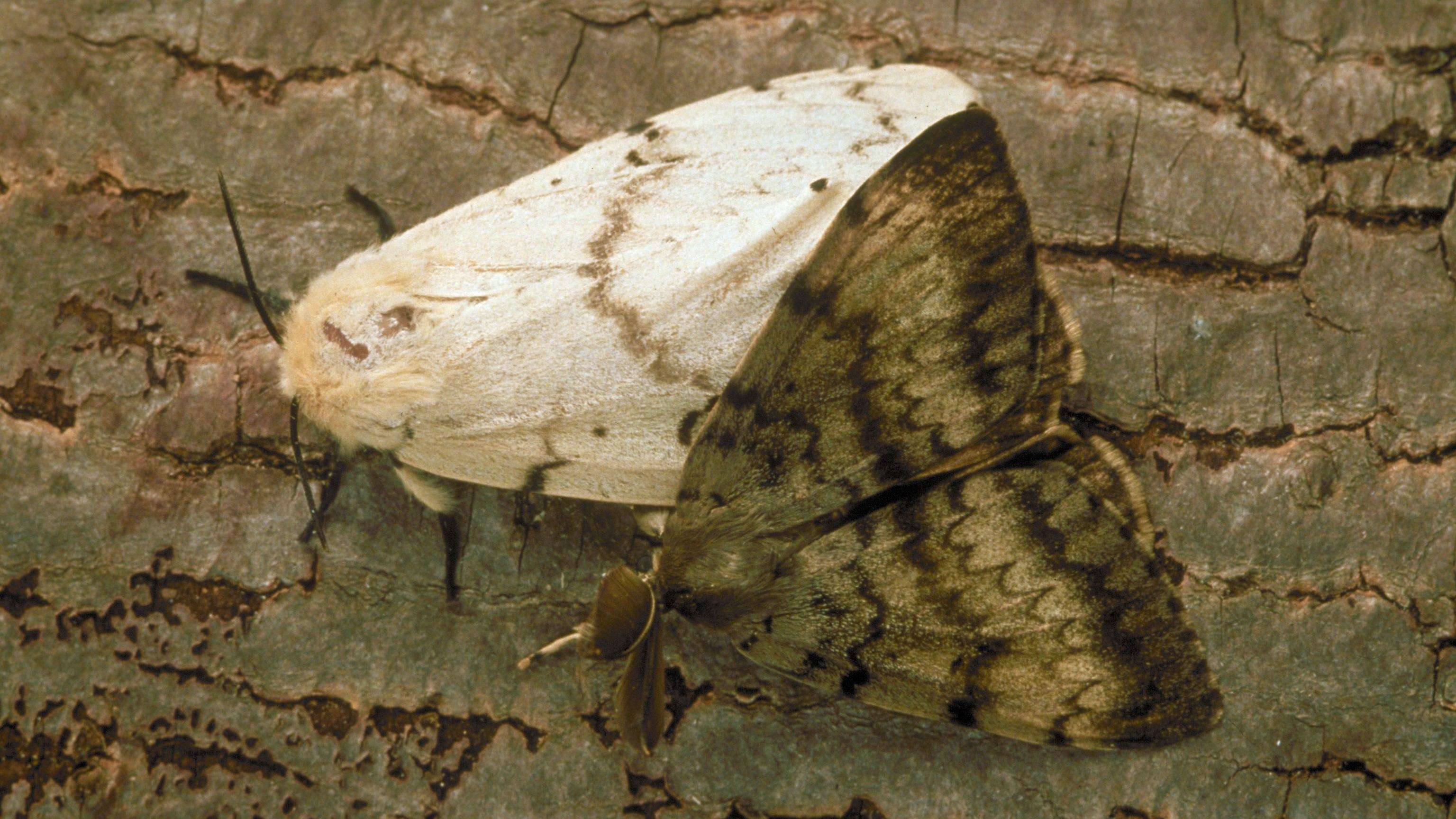 White female moth with light brown lines on its wings next to brown male moth with dark brown lines on its wings.