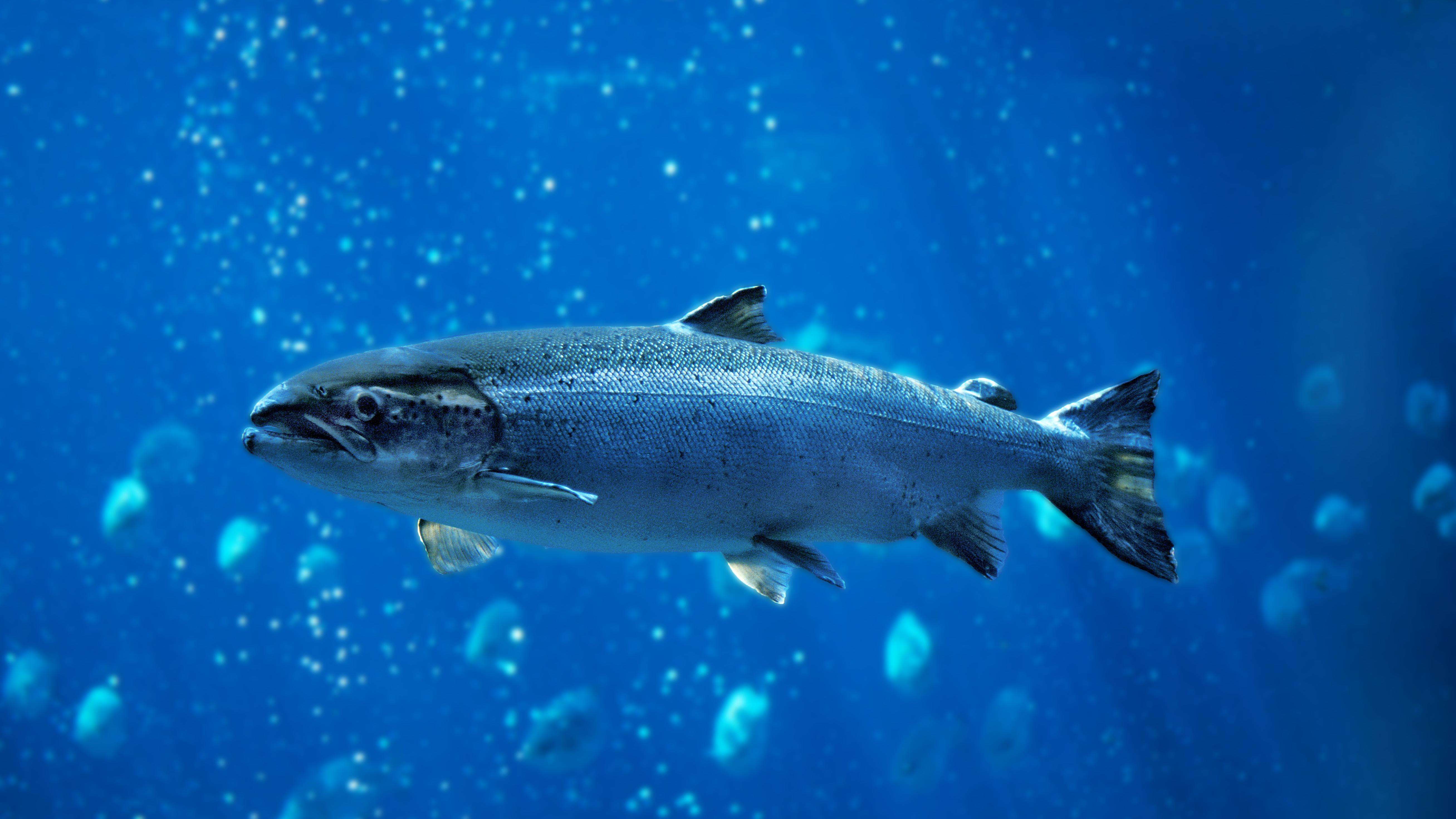 Single salmon fish swimming in blue water.