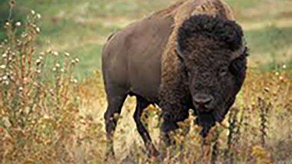 a large bison standing in grass