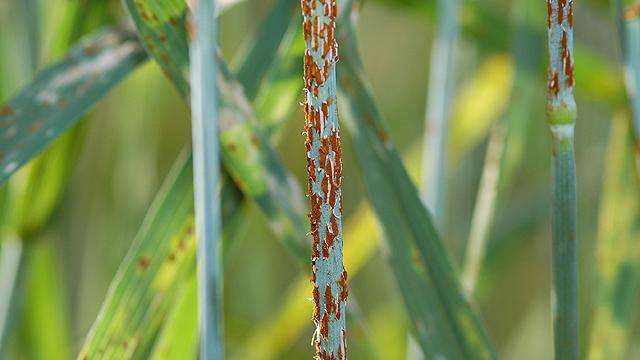 Reddish-brown pustules on a wheat stem will turn black as it decays.