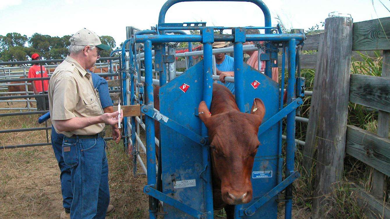 a bull receiving treatment to protect against tropical bont ticks