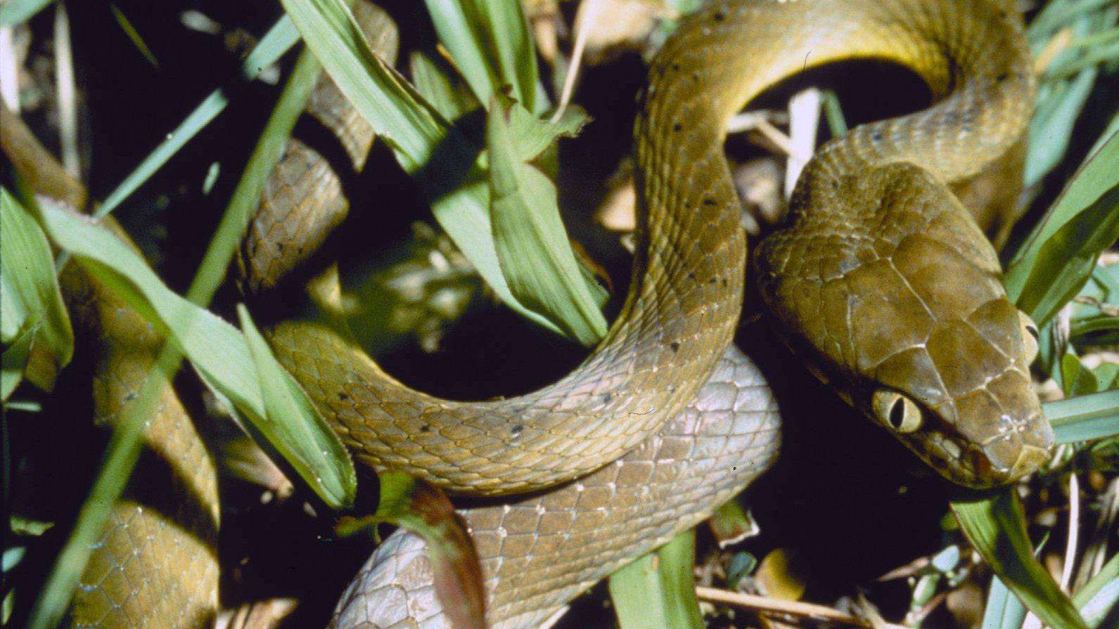 Brown tree snake in the grass