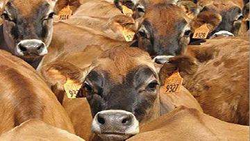 Close-up of brown cattle herd.
