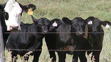 Black cow with white face next to three all-black calves.
