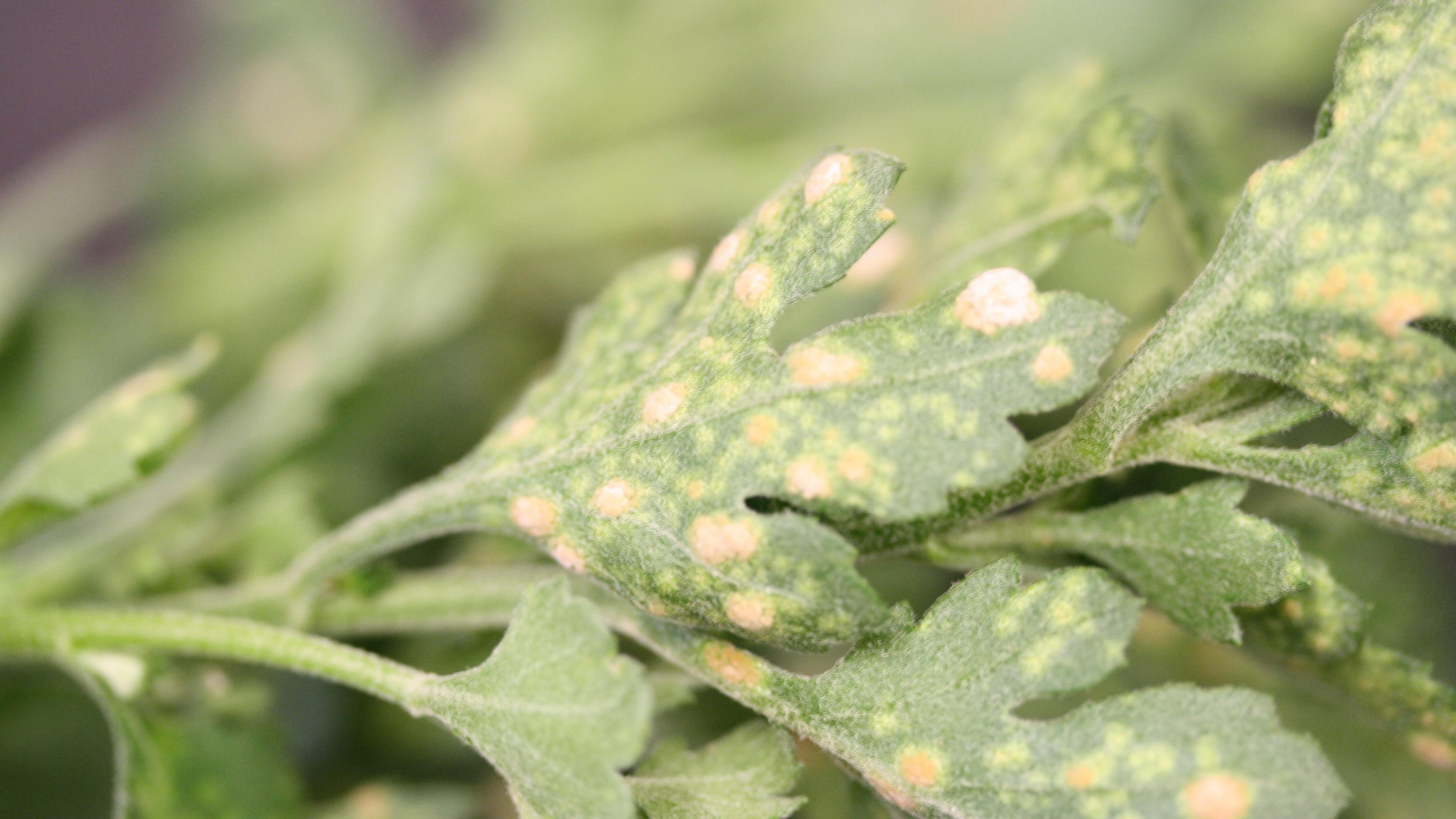 White and yellow spots on green chrysanthemum leaves.