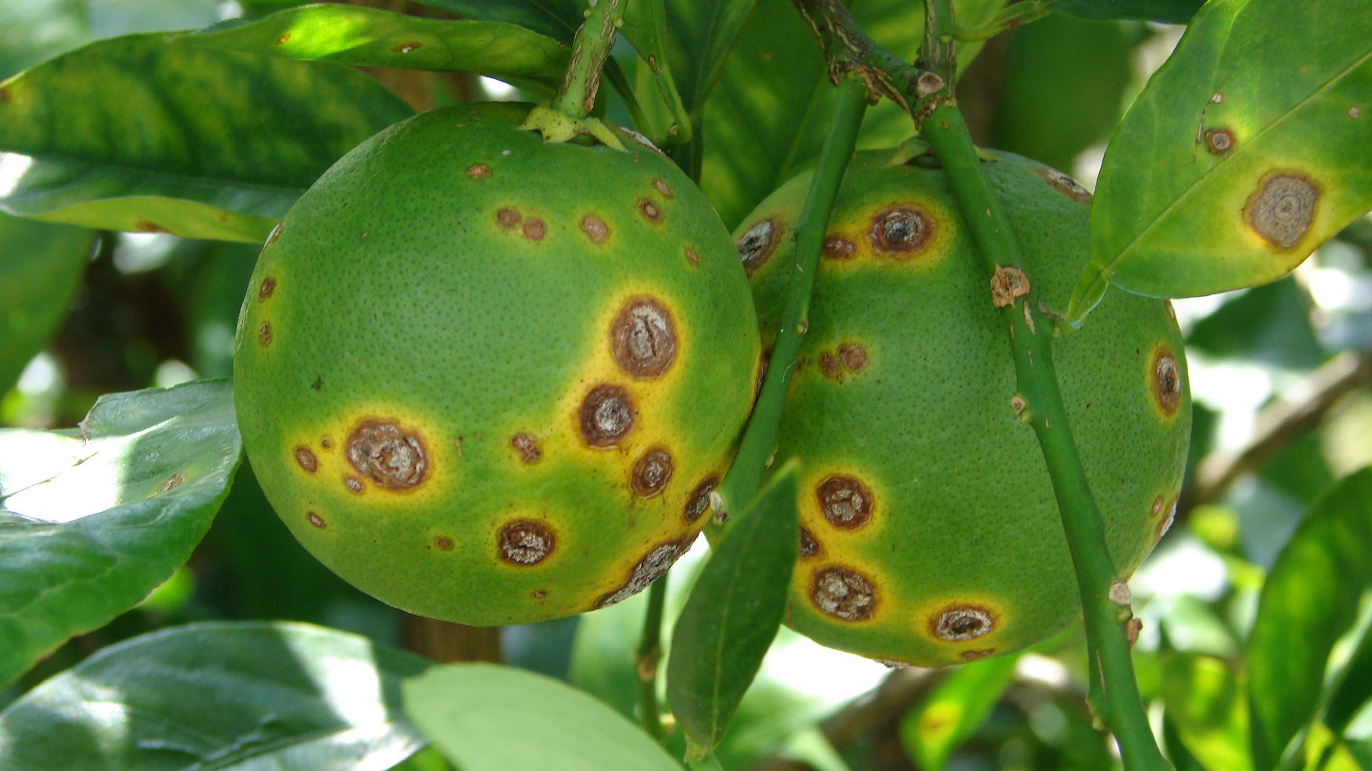 Two green limes with several circular lesions on their surface. The lesions are brown in the center and yellow on the edges.