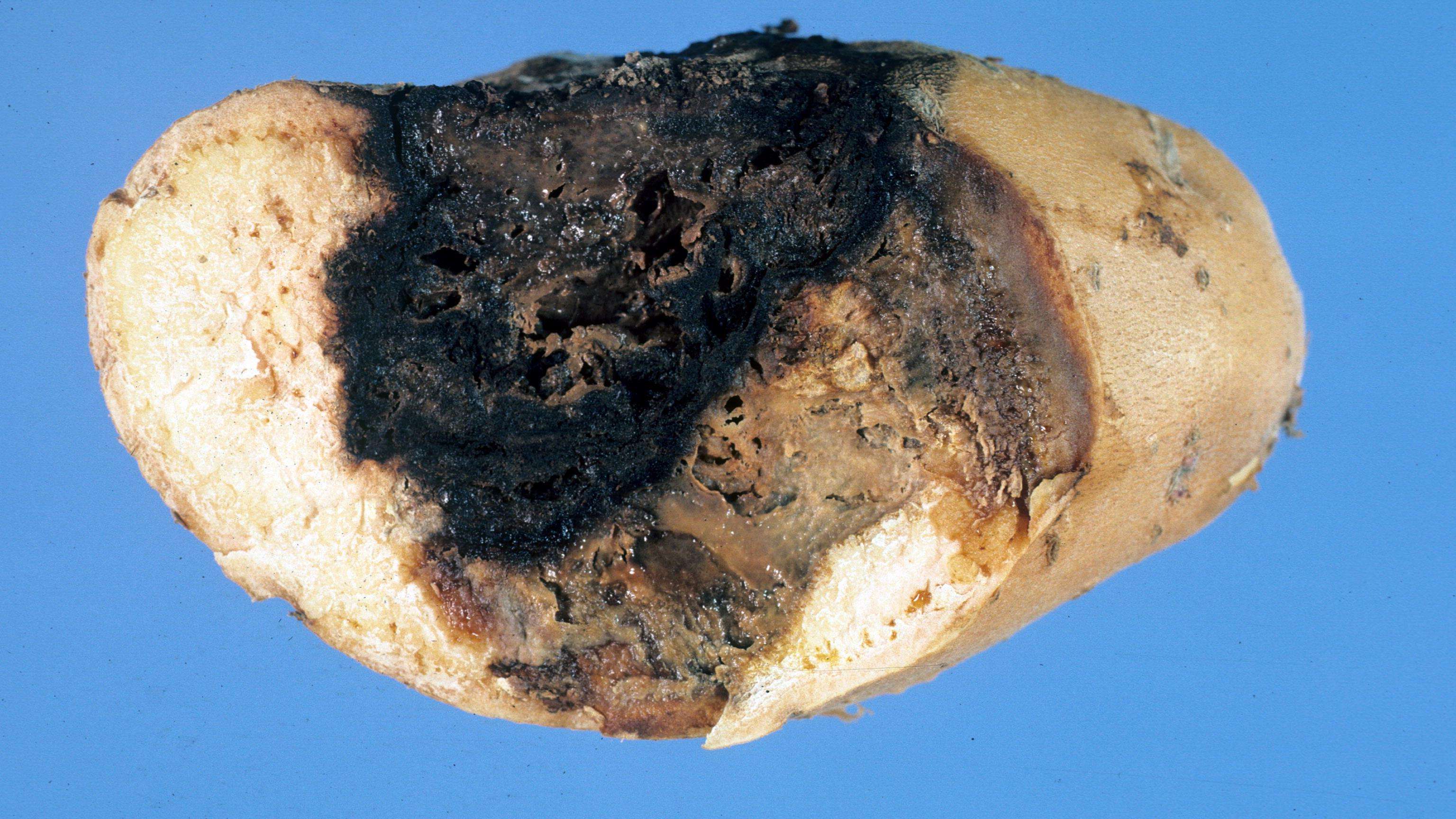 Potato tuber cut open to show areas of black and brown rot in the tuber flesh caused by Dickeya chrysanthemi.