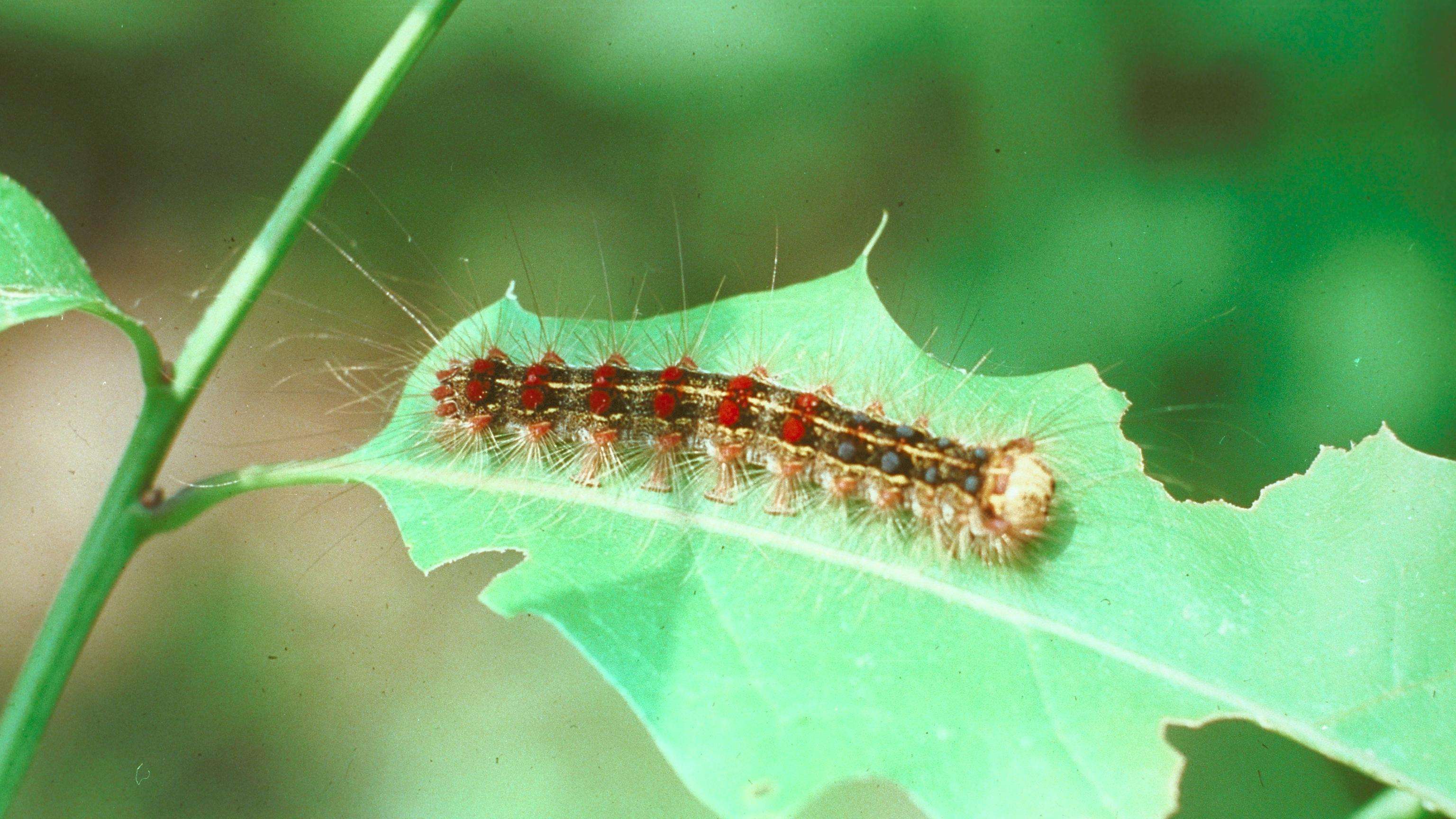 Dark-colored, hairy caterpillar with five pairs of blue dots followed by six pairs of red dots lining its back crawling on a partially eaten leaf.