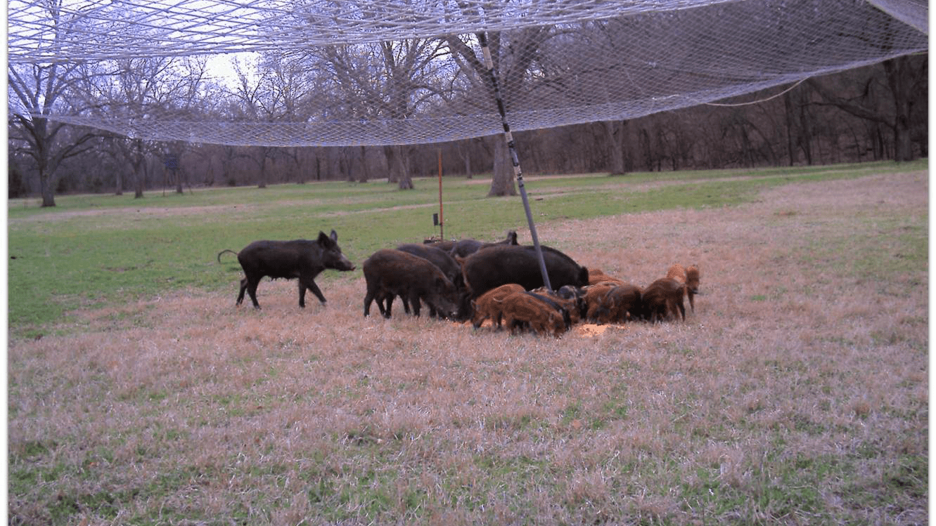 Group of feral swine in a field
