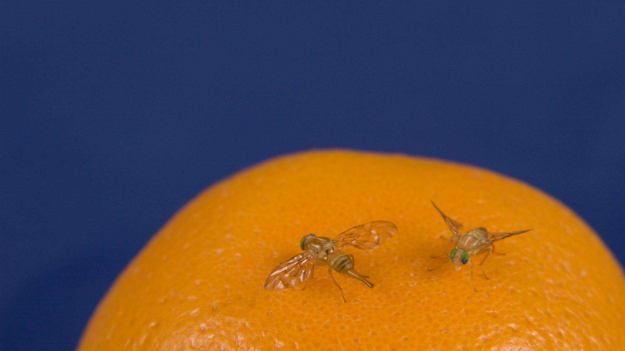 Two fruit flies with transparent wings on the surface of an orange.