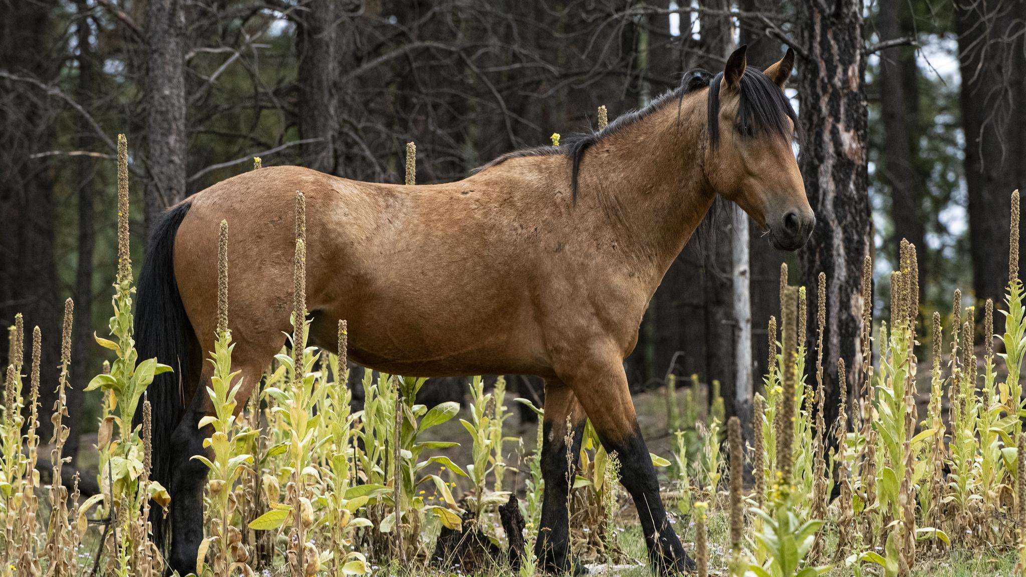 Brown horse in a field with pine trees behind.