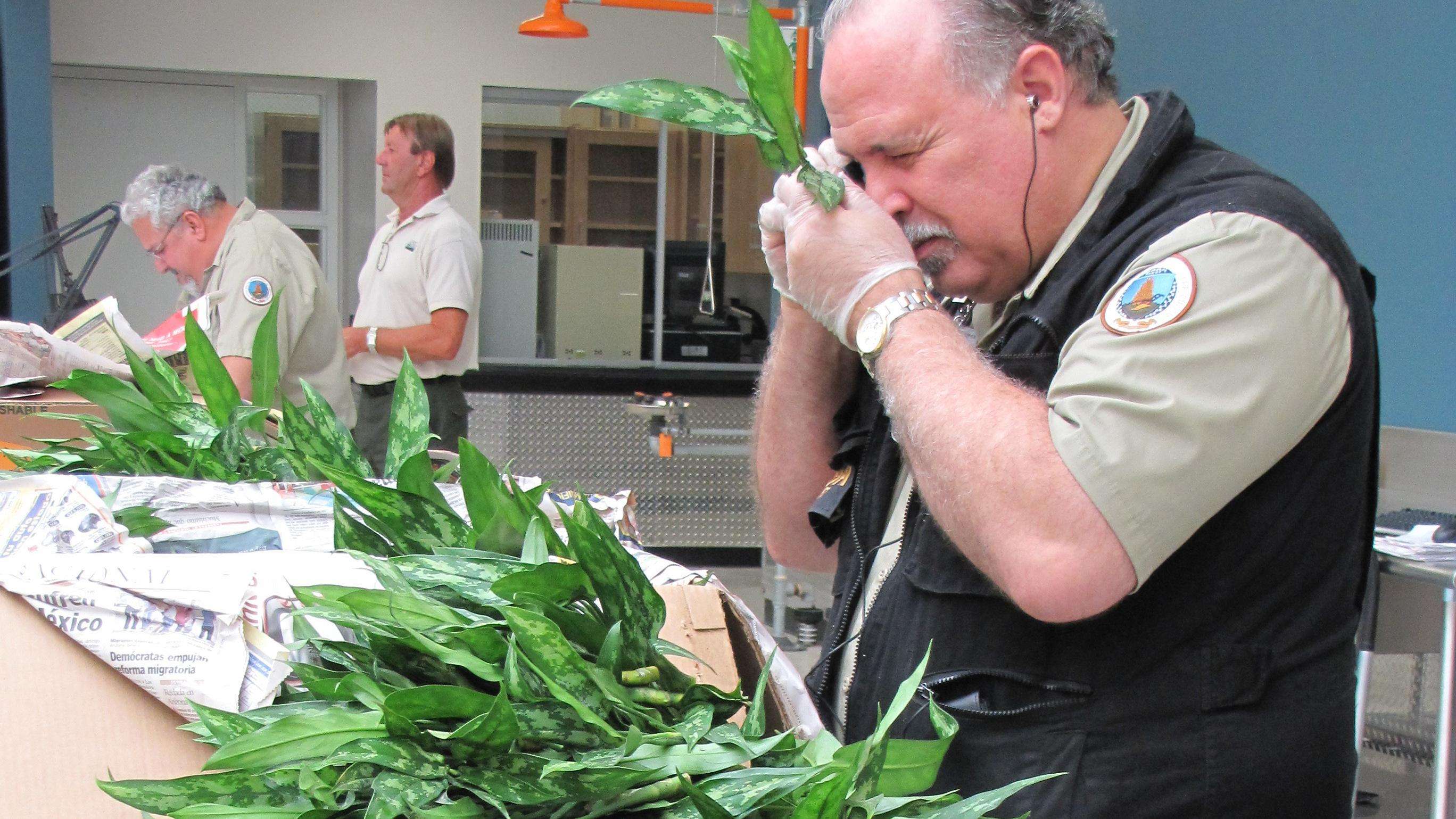 USDA inspector examining imported plant material at a U.S. port of entry.