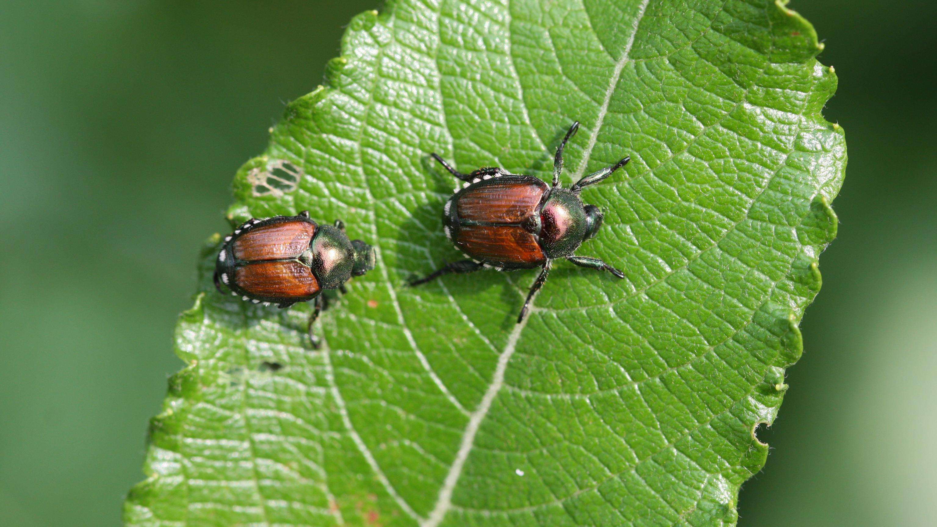 Two oval-shaped beetles approximately one-third to one-half inch long and about one-fourth inch wide with metallic green bodies and bronze or coppery-brown wings.