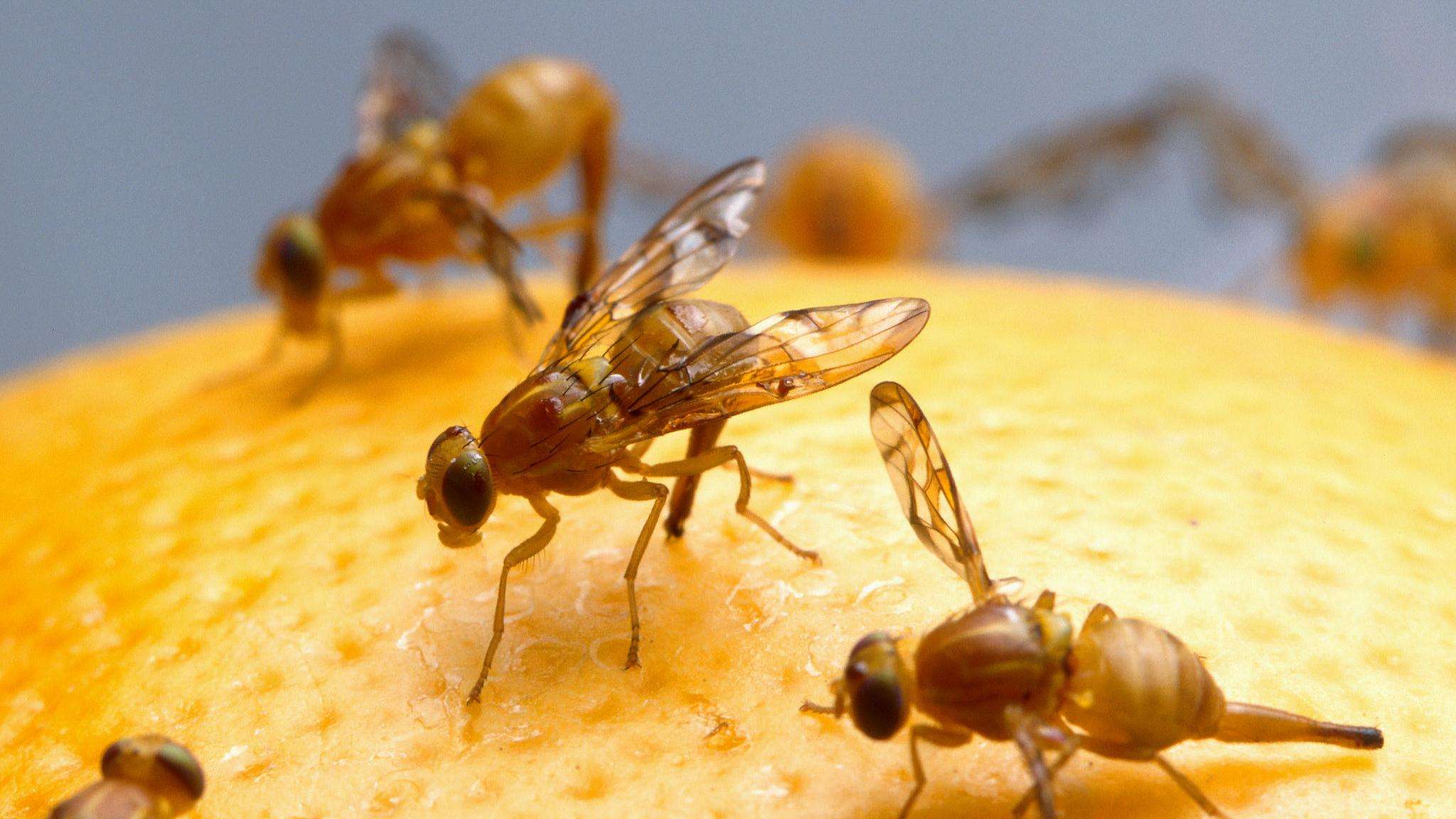 Several pale orange-yellow mexflies with transparent wings on the surface of an orange. 