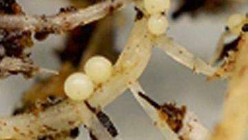Microscopic round, white Globodera pallida cysts on potato roots