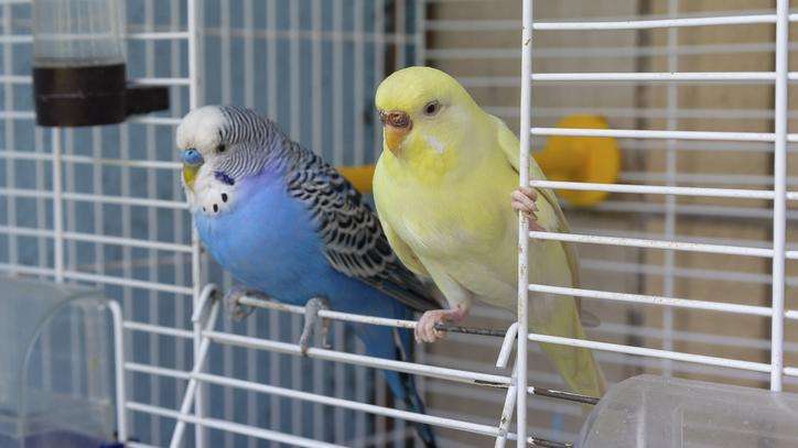 two small pet bird, one blue and one yellow, perched together on the entrance to a bird cage, facing camera