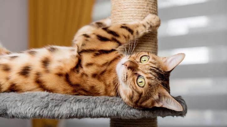 A tan and brown cat lies on his back near a scratching post.