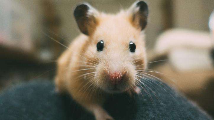 A close up image of tan hamster looking a the viewer.