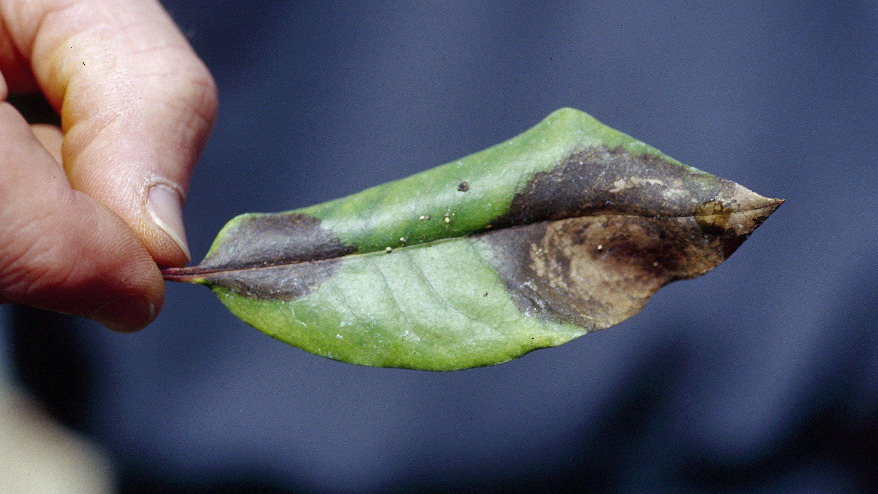 Green, curling rhododendron leaf with black-ish brown spots indicative of phytophthora ramorum infection