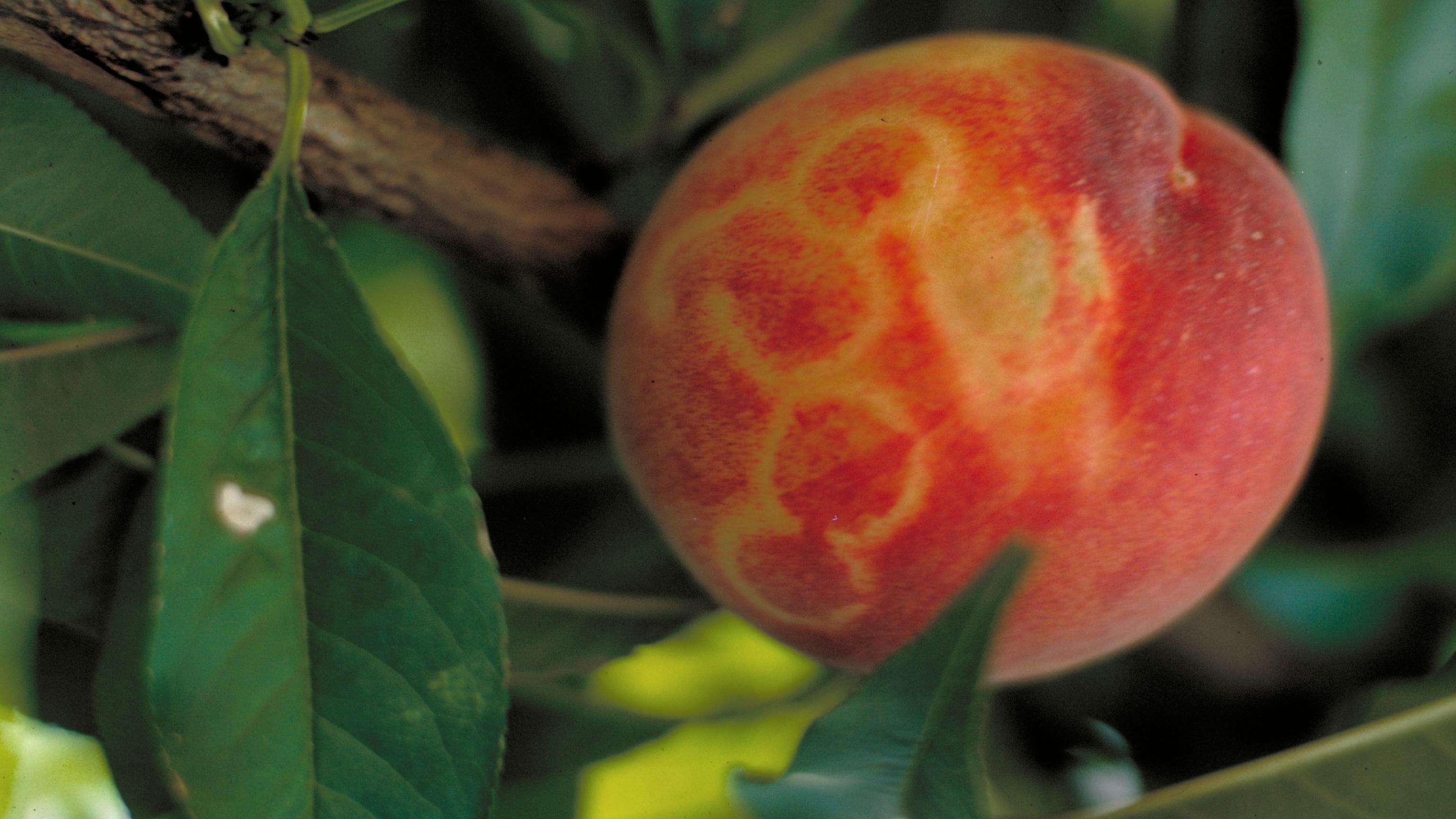 Yellow rings on a yellow-fleshed peach.