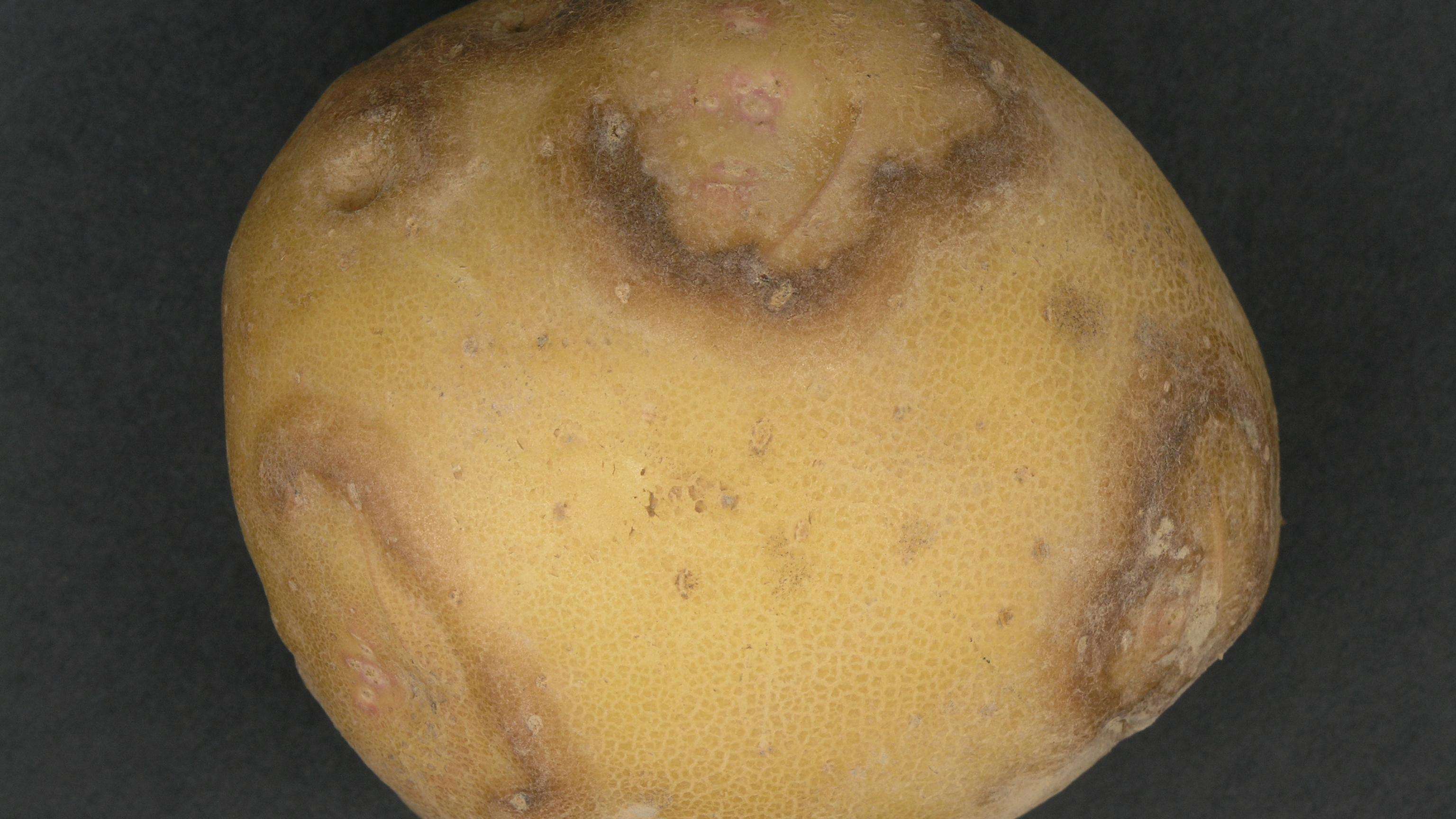 Raised dark brown rings on the surface of a potato