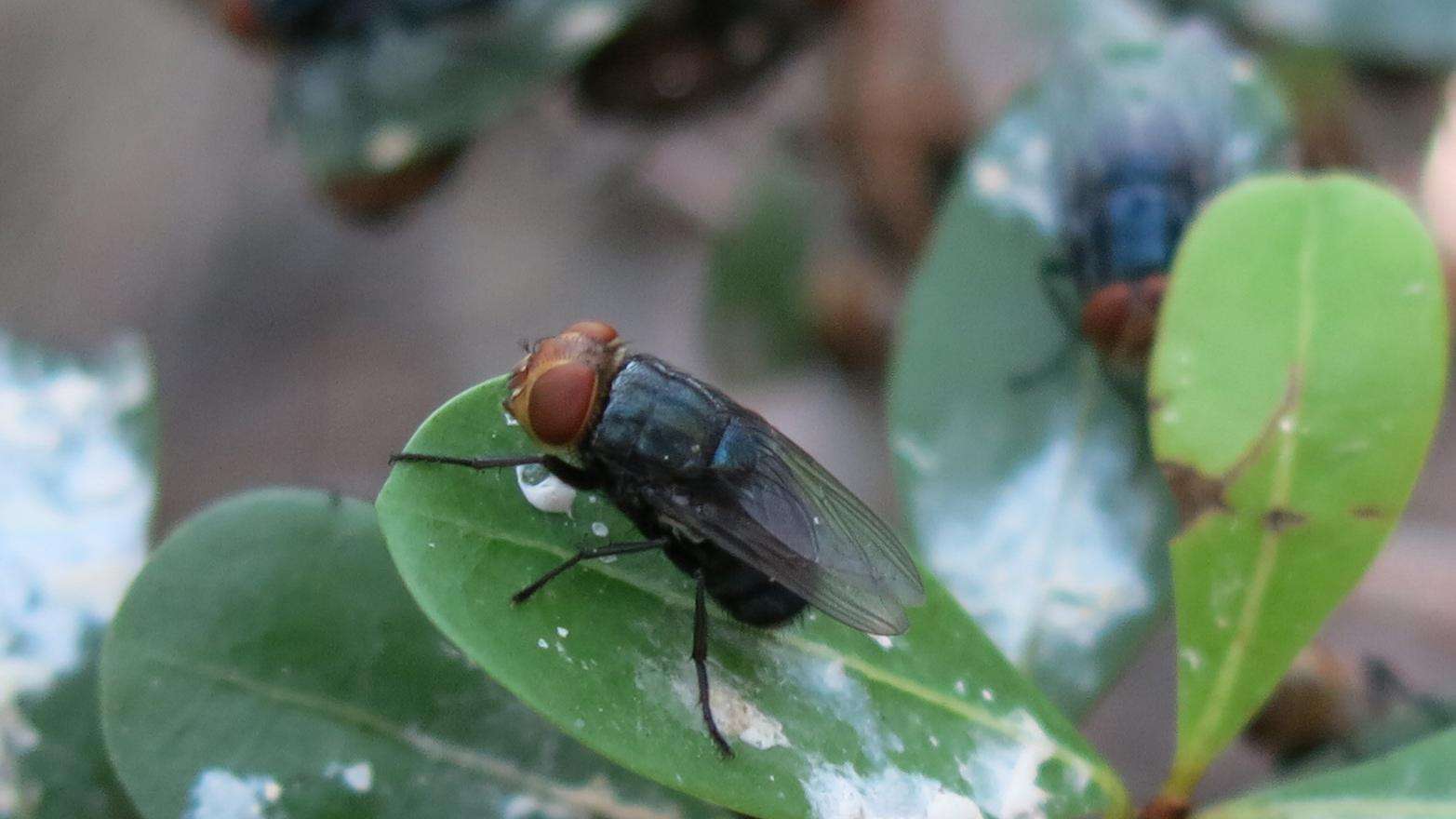 Screwworm fly with orange eyes and a dark metallic-blue colored body sitting on a green leaf. 