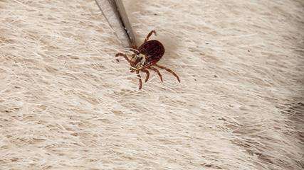 Tweezers removing a brown tear-shaped tick (Dermacentor variabilis) from the back of a horse.