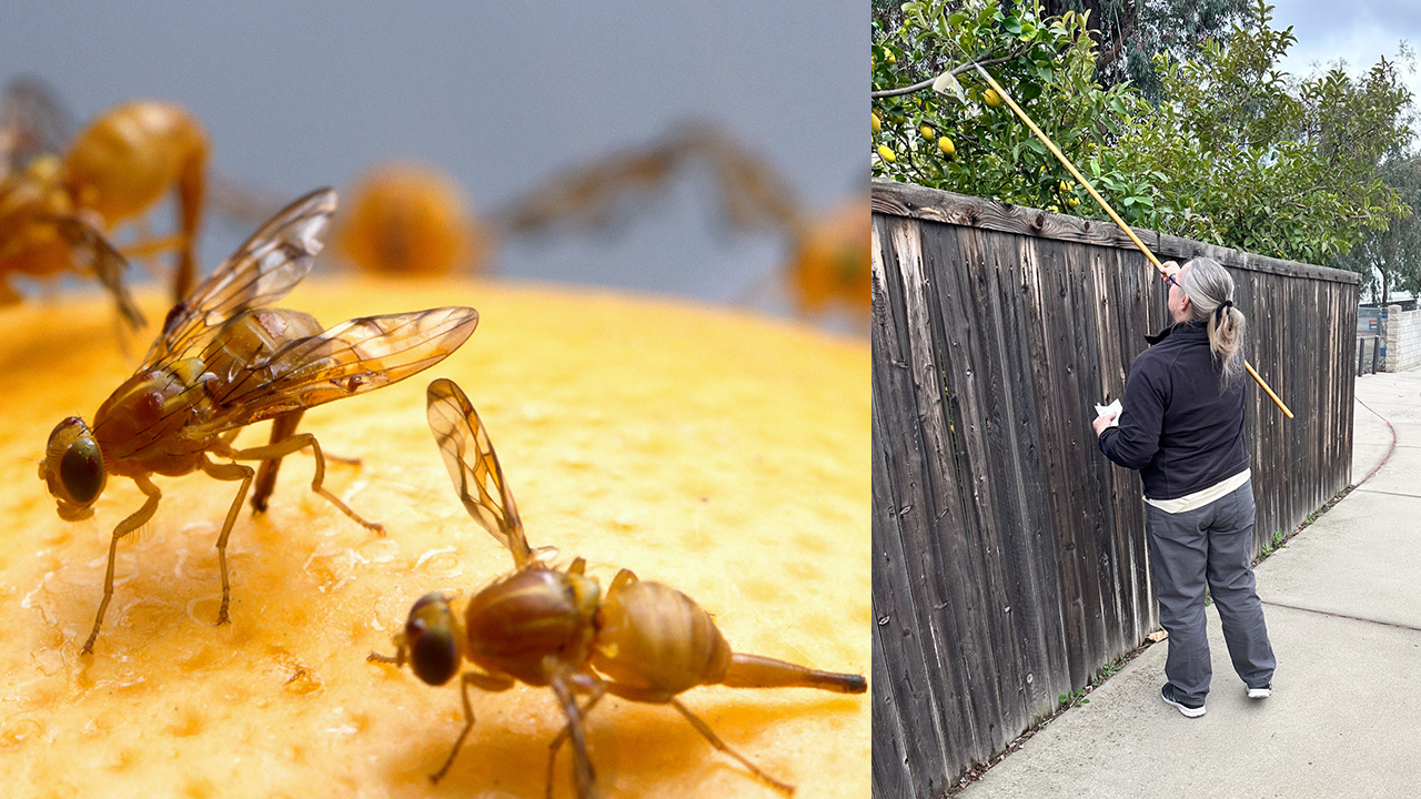fruit flies on an orange (left), worker checking citrus trees (right)