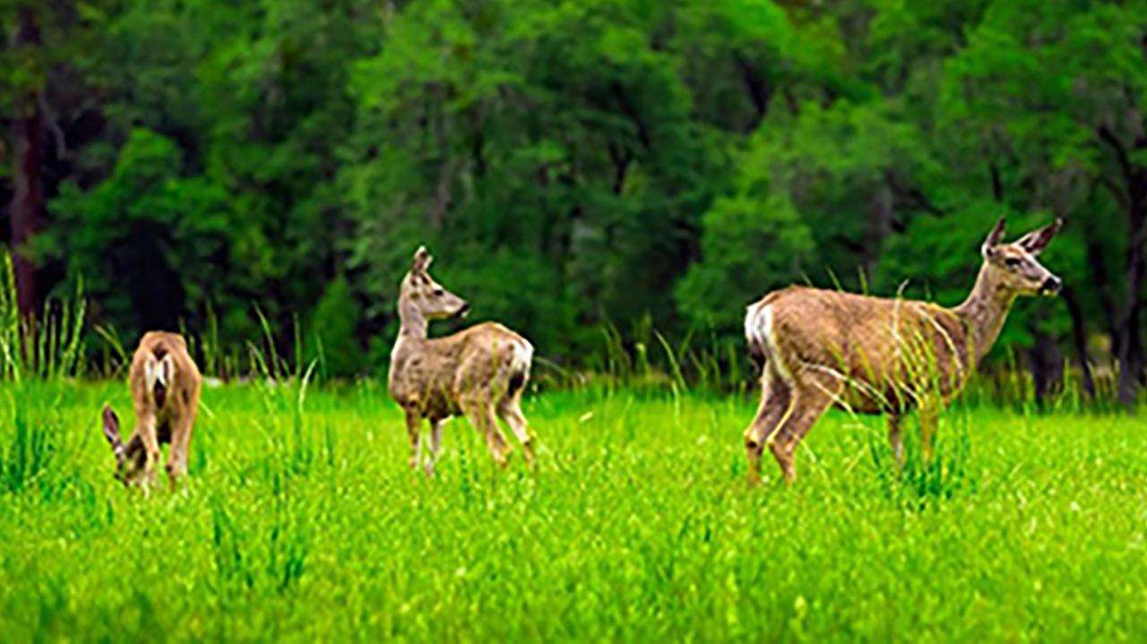 deer grazing in a green field with trees in the background