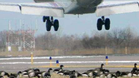 ws-airport hazards- Canadian geese