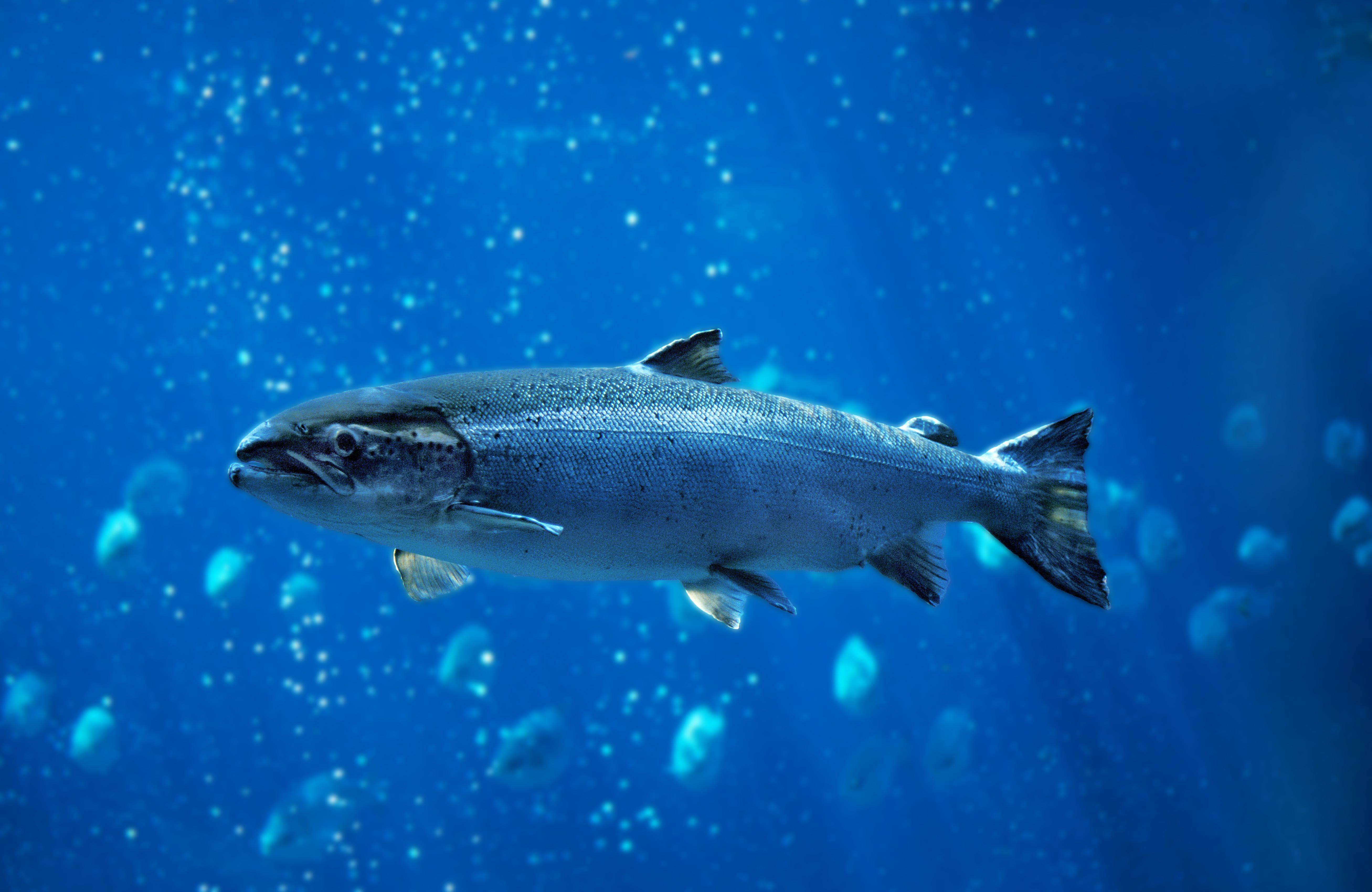 Single salmon fish swimming in blue water.