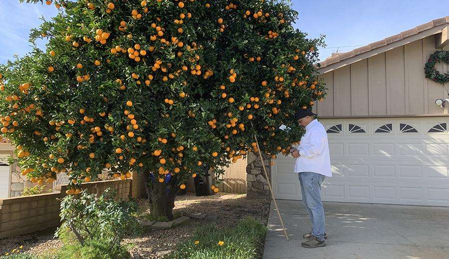 A USDA employee checks the fruit fly trap in a residential orange tree to determine if the pest is in the area. He is wearing USDA white shirt, jeans and work shoes.  A long pole is up against the tree and used to hang traps. He is holding a mobile device to record data. 