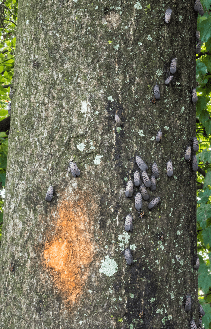 Cluster of spotted lanternfly adults and nymphs