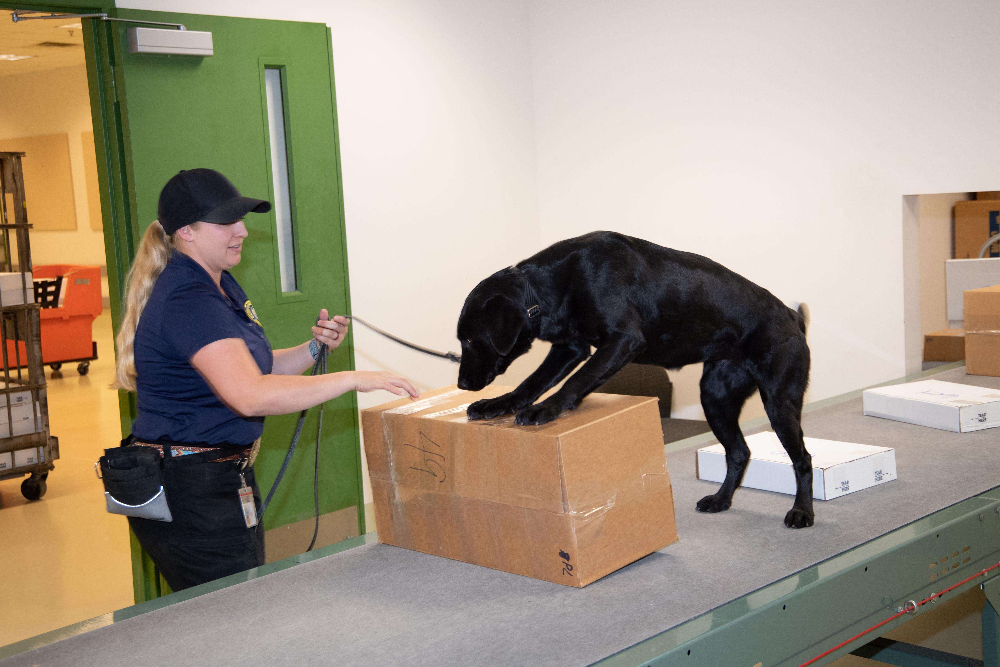 Agriculture's detector dog sniffs out prohibited agricultural products in parcels.