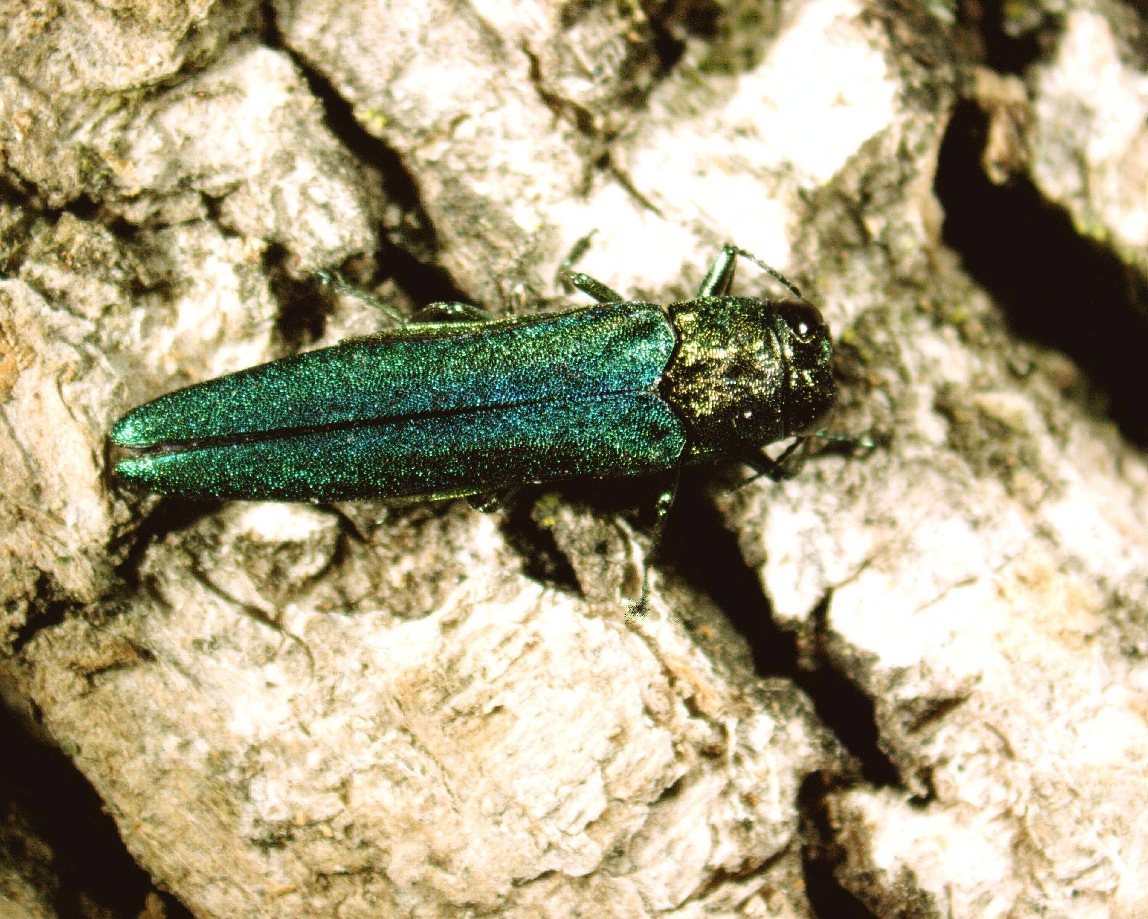 Close up of an adult emerald ash borer on bark of a tree; beetle is bright, metallic green, measures about one-half inch long and has a flattened back.