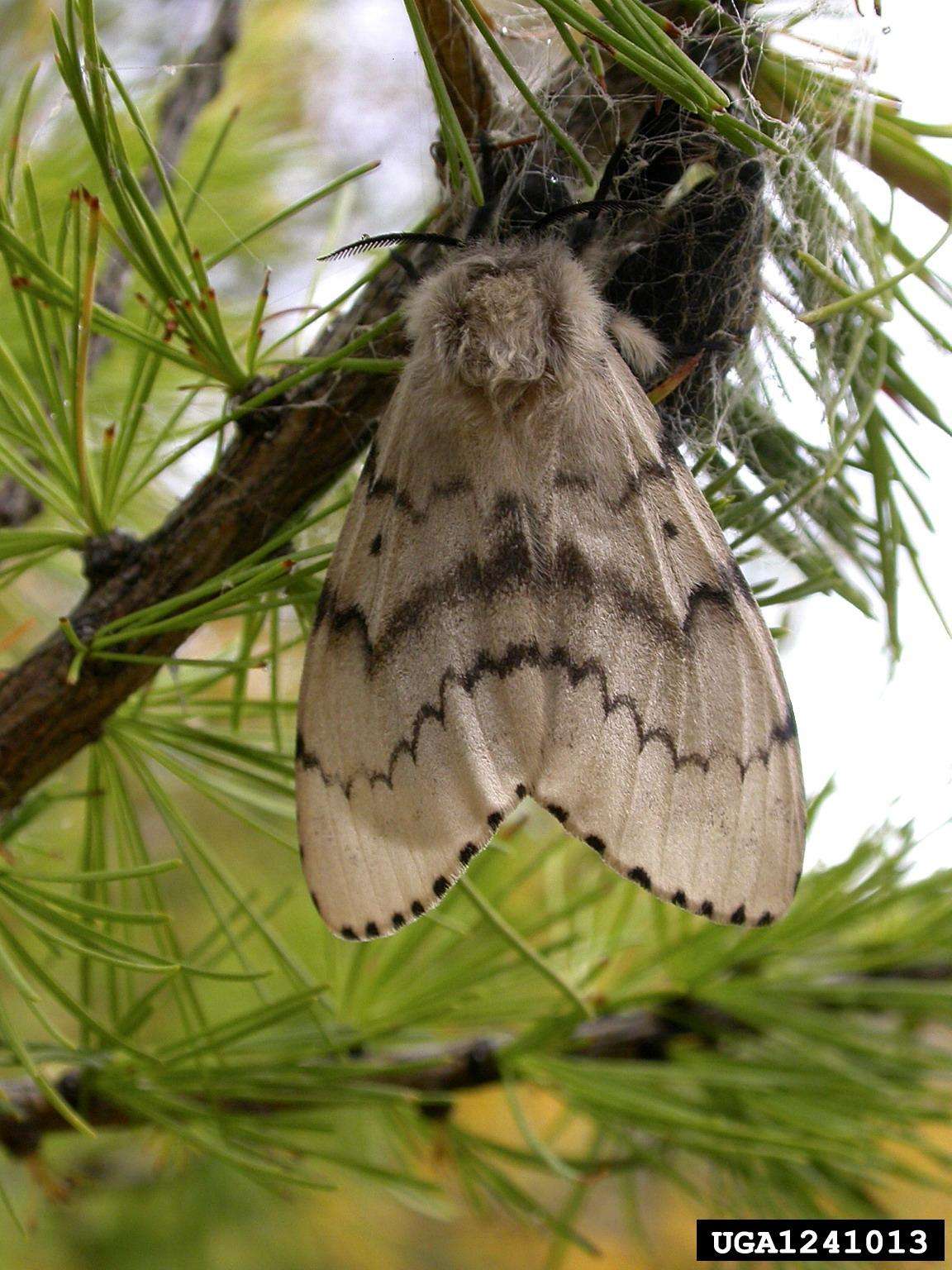 Adult Female Flighted Spongy Moth Complex