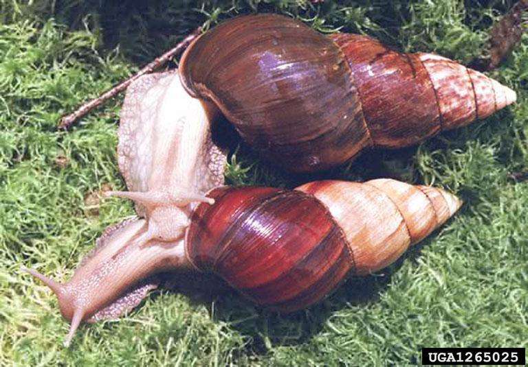 Two white-bodied snails with brown striped shells on the ground.