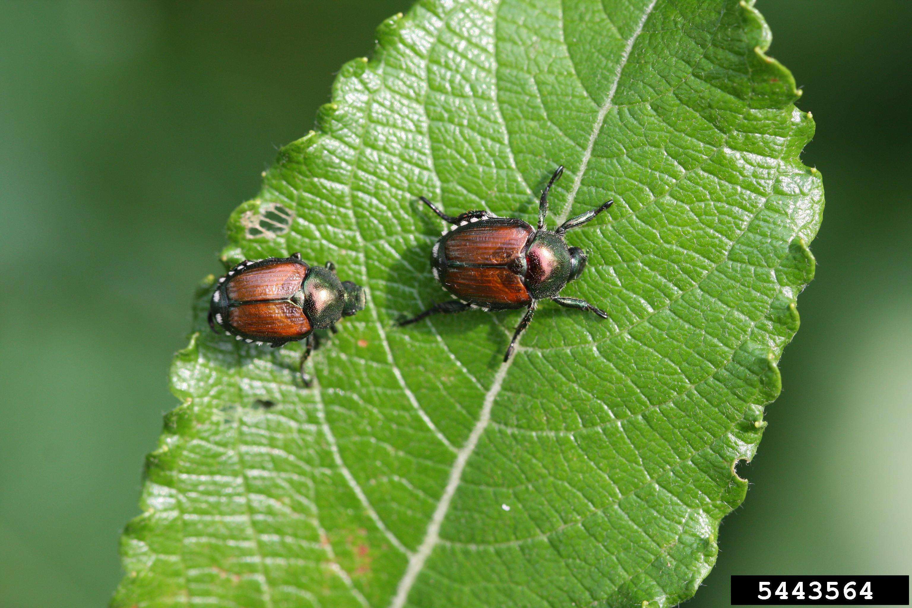 Two oval-shaped beetles approximately one-third to one-half inch long and about one-fourth inch wide with metallic green bodies and bronze or coppery-brown wings.