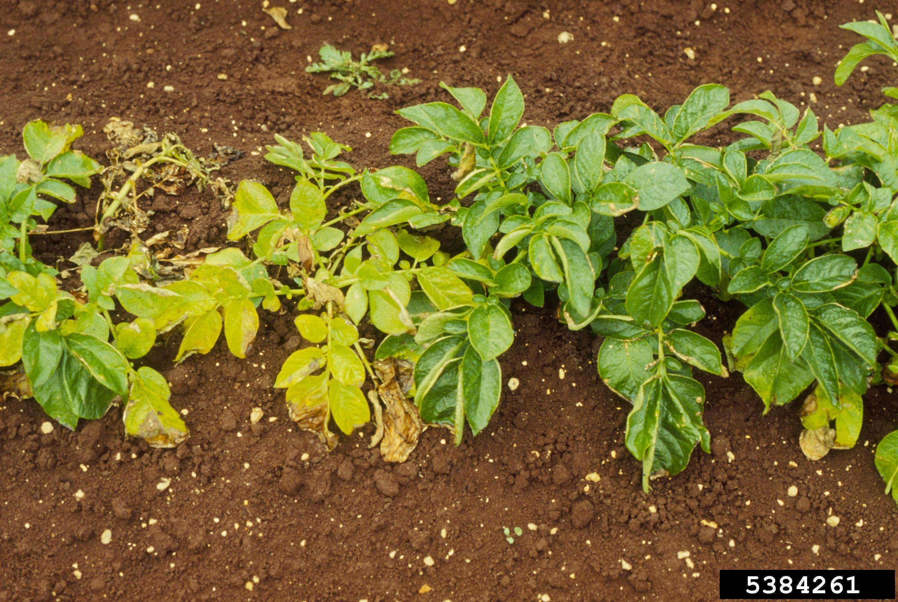 Row of potato plants with yellowing, wilting leaves.