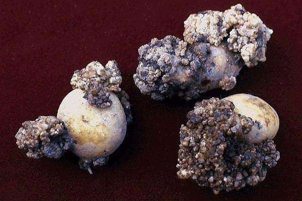 Abnormal, brownish-black spongy growths on the surface of potatoes.
