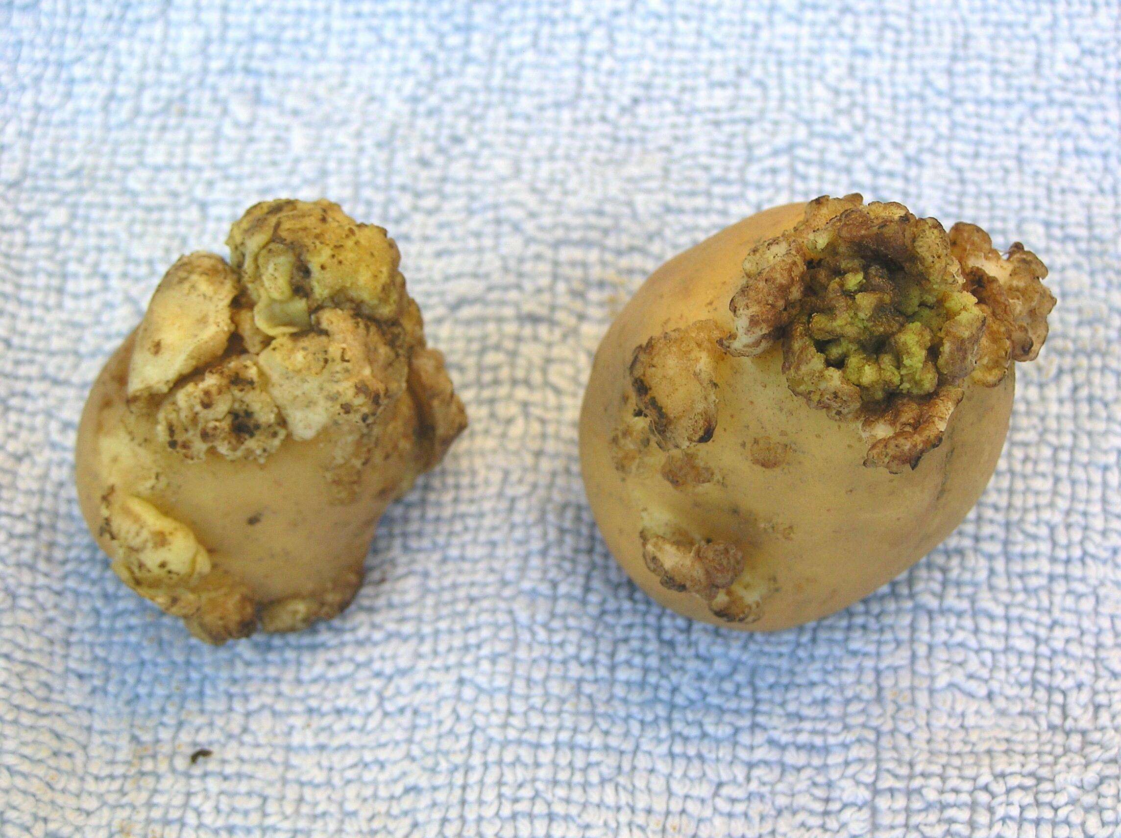 tubers on top of brown potato