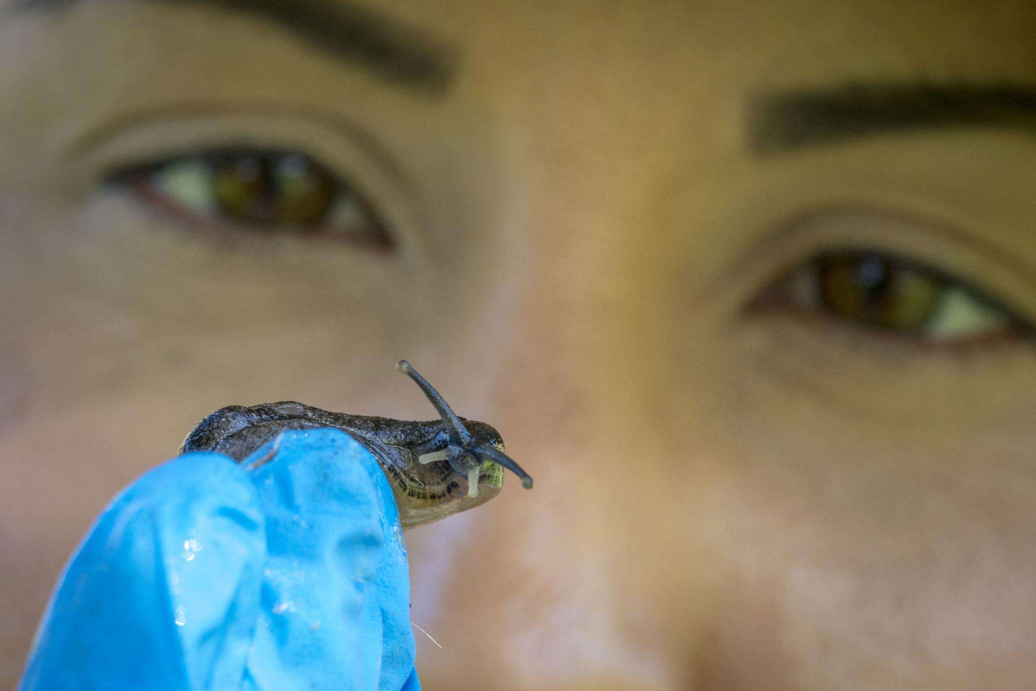 Close-up of woman wearing blue protective gloves holding a slug.