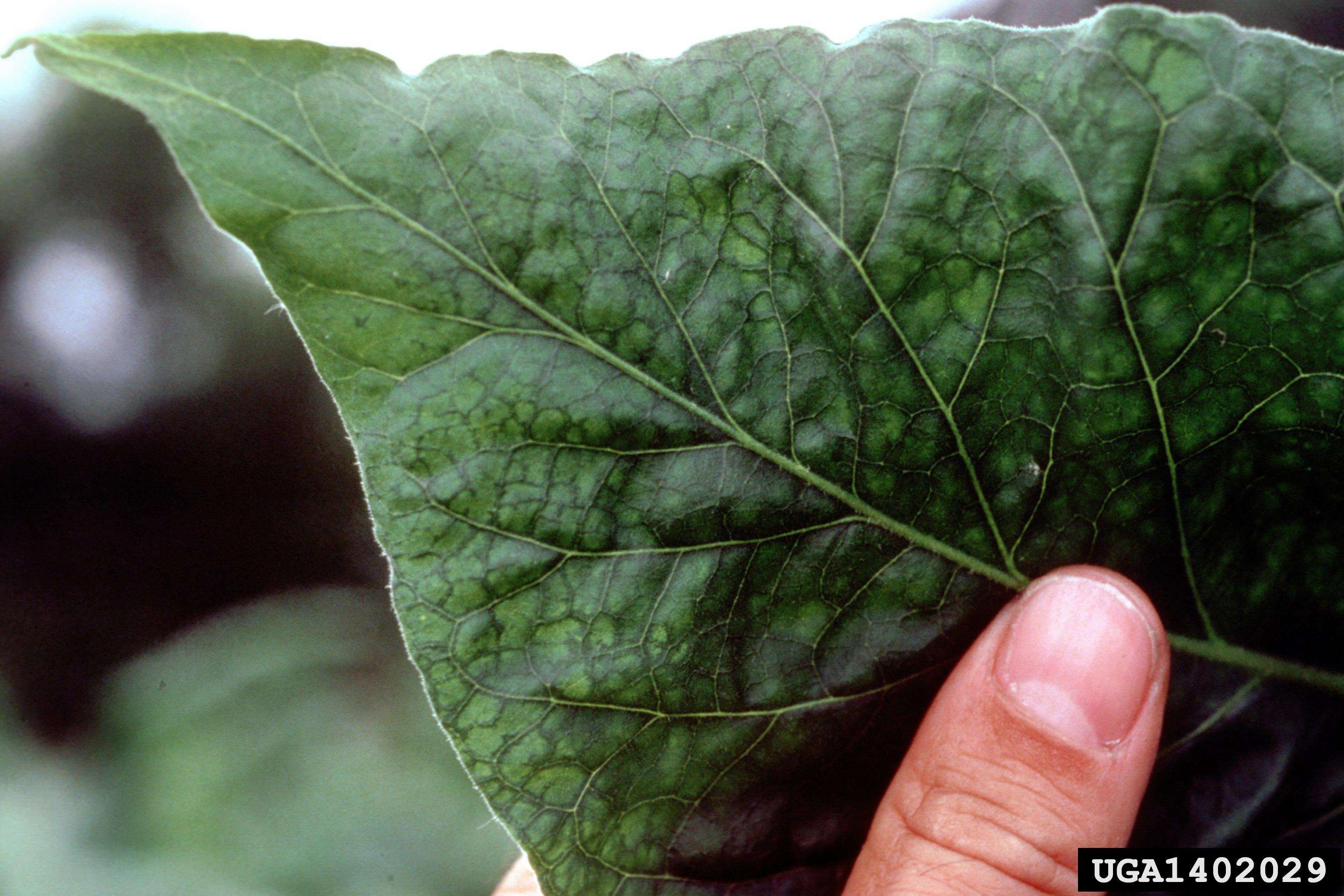 PVY symptoms on a tobacco leaf.