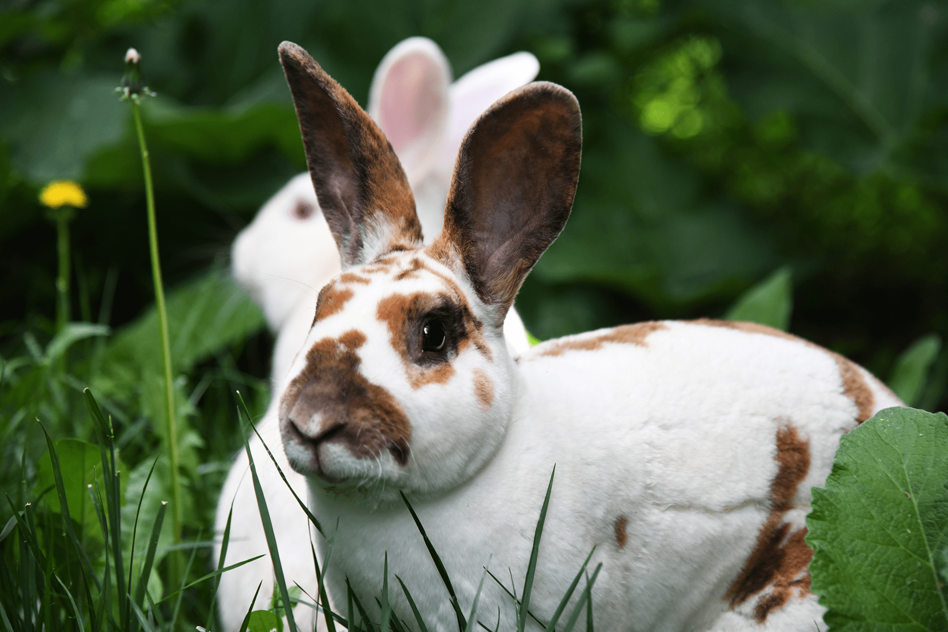 Domestic white rabbit with brown spots in front of all white rabbit sitting in foliage.