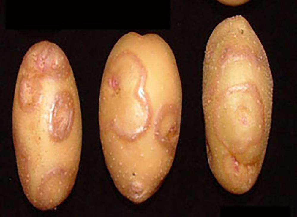 Raised rings of darker brown or reddened skin around potato tuber eyes. This damage may also extend into the tuber flesh.