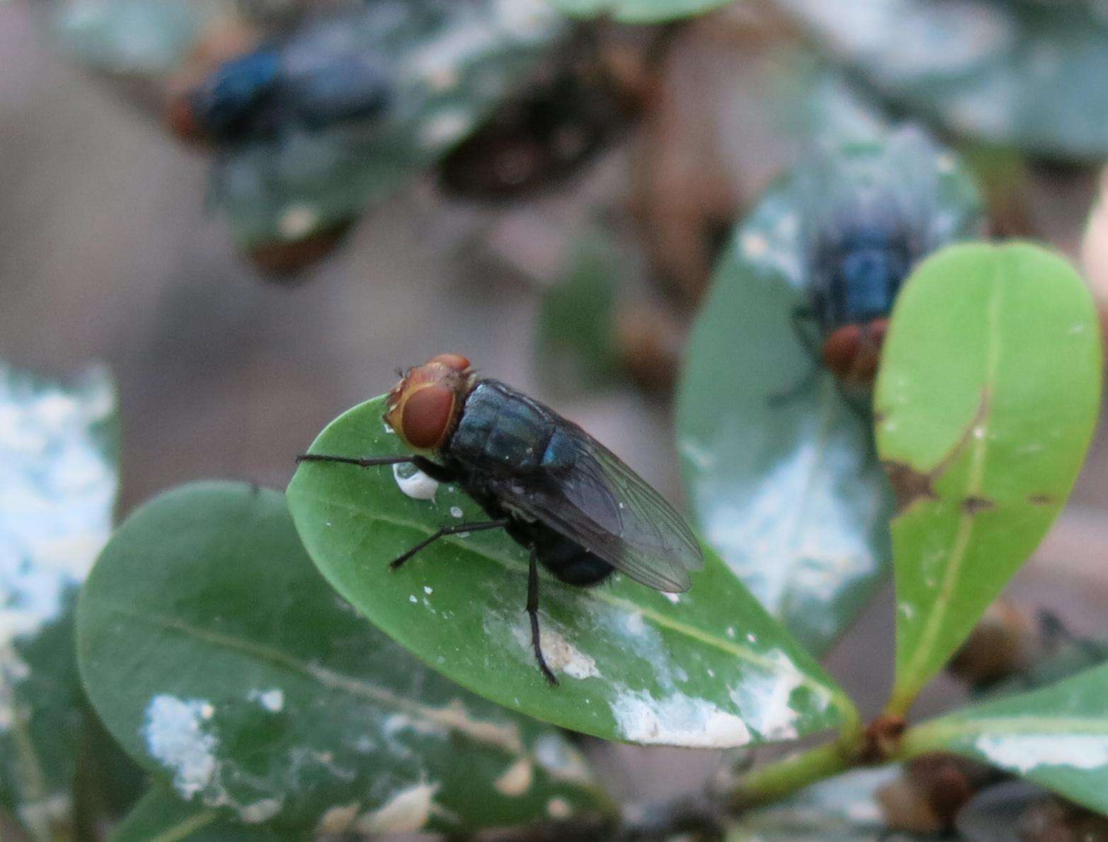 Screwworm fly with orange eyes and a dark metallic-blue colored body sitting on a green leaf. 