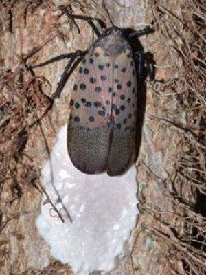 Adult spotted lanternfly with egg masses